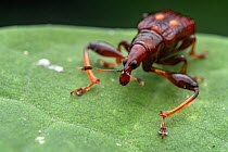 Weevil (Euscelus elliptiguttatus) resting on a leaf, San Jose, Costa Rica.