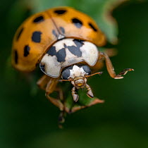 Multicoloured Asian ladybird beetle (Harmonia axyridis) portrait, Lucerne, Switzerland. July.