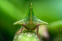 Treehopper (Ceresini sp.) portrait, San Jose, Costa Rica. Focus stacked image.
