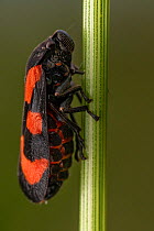 Common froghopper (Cercopis vulnerata) resting on plant stem, Lucerne, Switzerland. June. Focus stacked image. Cropped.