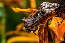 Silver Y moth (Autographa gamma) resting on a flower, Lucerne, Switzerland. September. Focus stacked image.