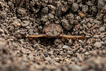 Antlion (Myrmeleontidae) larva emerging from soil, Lucerne, Switzerland. August. Focus stacked image.
