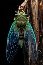 Cicada (Fidicinini) portrait, after moulting, Osa Peninsula, Costa Rica.