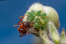 Red ant (Myrmica rubra) milking Aphids (Aphididae) for honeydew, Lucerne, Switzerland. June.