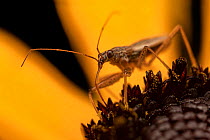 Shield bug (Nabis sp.) feeding on a flower, Lucerne, Switzerland. August.