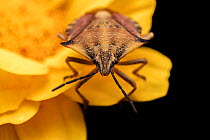 Shield bug (Carpocoris fuscispinus) resting on a flower, Lucerne, Switzerland. August. Focus stacked image.
