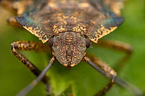 Shield bug (Pentatoma rufipes) portrait, Lucerne, Switzerland. May. Focus stacked image.