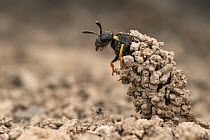 Potter wasp (Odynerus spinipes) leaving its nest, Lucerne, Switzerland. June.
