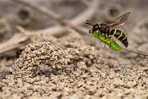 Potter wasp (Odynerus spinipes) returning to nest with paralysed caterpillar prey, Lucerne, Switzerland. June.
