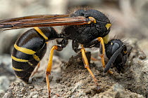 Potter wasp (Odynerus spinipes) building a nest in soil, Lucerne, Switzerland. June.