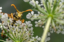 European paper wasp (Polistes dominula) resting on a flower, Lucerne, Switzerland. July.