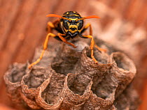 European Paper wasp (Polistes dominula) guarding its nest, Lucerne, Switzerland. July. Focus stacked image.