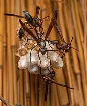 Group of Paper wasps (Belonogaster sp.) guarding their nest, Katavi National Park, Tanzania. Focus stacked image. Cropped.