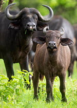 African buffalo (Syncerus caffer) calf and adult standing in grassland, Mikumi National Park, Tanzania.