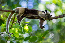 Northern tamandua (Tamandua mexicana) sleeping outstretched on a branch, Osa Peninsula, Costa Rica.