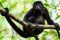 Mantled howler (Alouatta palliata) sitting on branch, Osa Peninsula, Costa Rica.