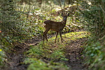 Roe deer (Capreolus capreolus) male, standing on woodland track, Lucerne, Switzerland. May.