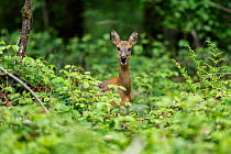 Roe deer (Capreolus capreolus) female, standing in woodland undergrowth, Lucerne, Switzerland. May.