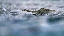 American crocodile (Crocodylus acutus) swimming with mouth open, Osa Peninsula, Costa Rica.