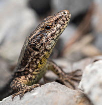Common wall lizard (Podarcis muralis) resting on rocks, Lucerne, Switzerland. September.