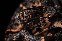 Clouded snake (Sibon nebulatus) portrait, Osa Peninsula, Costa Rica.