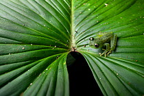 RF - Emerald glass frog (Espadarana prosoblepon) resting on leaf, Osa Peninsula, Costa Rica. (This image may be licensed either as rights managed or royalty free.)