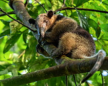 RF - Northern tamandua (Tamandua mexicana) resting on branch, Osa Peninsula, Costa Rica. (This image may be licensed either as rights managed or royalty free.)