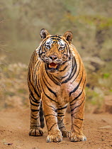 RF - Bengal tiger (Panthera tigris tigris) male, standing on dusty path, Ranthambhore, India. Endangered. (This image may be licensed either as rights managed or royalty free.)