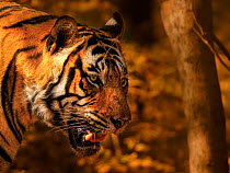 Bengal tiger (Panthera tigris tigris) male, head portrait, Ranthambhore, India. Endangered.