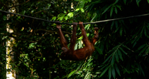Tracking shot of Bornean orangutan (Pongo pygmaeus) juvenile climbing along rope through forest whilst upside down, Sepilok Orangutan Sanctuary, Sabah, Borneo, Malaysia. Endangered.
