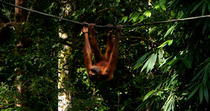 Bornean orangutan (Pongo pygmaeus) juvenile hangs upside down from a rope and climbs along it, Sepilok Orangutan Sanctuary, Sabah, Borneo, Malaysia. Endangered.