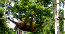 Tracking shot of Bornean orangutan (Pongo pygmaeus) mother with infant climbing and swinging along rope through forest, Sepilok Orangutan Sanctuary, Sabah, Borneo, Malaysia. Endangered.