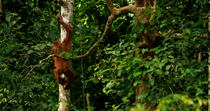 Bornean orangutan (Pongo pygmaeus) juvenile enters and leaves frame by climbing backwards down tree, Sepilok Orangutan Sanctuary, Sabah, Borneo, Malaysia. Endangered.