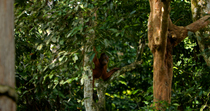 Bornean orangutan (Pongo pygmaeus) juvenile sits in tree and looks around before beginning to climb, Sepilok Orangutan Sanctuary, Sabah, Borneo, Malaysia. Endangered.