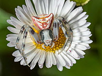 Crab spider (Thomisus onustus) female, camouflaged on Mexican daisy / Fleabane (Erigeron karvinskianus). Monte Amiata, Tuscany, Italy. June.