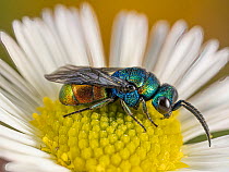 Ruby-tailed / Cuckoo wasp (Chrysis comparata) on Mexican daisy / Fleabane (Erigeron karvinskianus). Podere Montecucco, Orvieto, Italy. June.