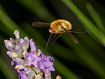 Heath bee fly (Bombylius minor) nectaring on Lavender (Lavandula sp.) Podere Montecucco, Orvieto, Umbria, Italy. June.