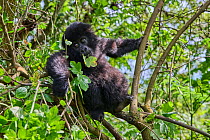 RF - Mountain gorilla (Gorilla beringei) silverback male infant, aged 2 and half, resting in tree. Member of the Nyakagezi group. Mgahinga National Park, Uganda. Critically endangered. (This image may...