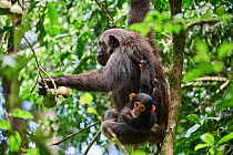 RF - Chimpanzee (Pan troglodytes schweinfurthii) female feeding on fruit in tree and carrying infant, aged 6 months, her back. Kibale National Park, Uganda. (This image may be licensed either as right...