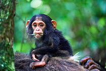 RF - Chimpanzee (Pan troglodytes schweinfurthii) infant aged 6 months, sitting on its mother whilst feeding on a leaf, Kibale National Park, Uganda. (This image may be licensed either as rights manage...