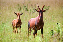 RF - Topi (Damaliscus lunatus jimela) female with calf, standing in savanna, Akagera National Park, Rwanda. (This image may be licensed either as rights managed or royalty free.)
