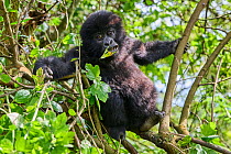 Mountain gorilla (Gorilla beringei) silverback male, infant aged 2 and half years, sitting in tree feeding on leaves. Member of the Nyakagezi group. Mgahinga National Park, Uganda. Critically endanger...