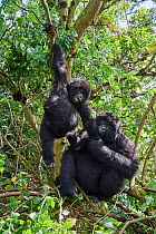 Mountain gorilla (Gorilla beringei) silverback male, infant aged 2 years, playing with his brother, aged 6 years, among trees. Part of the Nyakagezi group, Mgahinga National Park, Uganda. Critically e...
