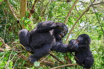 Mountain gorilla (Gorilla beringei) silverback male, infant aged 2 years, playing with his brother, aged 6 years, among trees. Part of the Nyakagezi group, Mgahinga National Park, Uganda. Critically e...