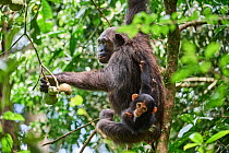 Chimpanzee (Pan troglodytes schweinfurthii) female feeding on fruit in tree and carrying infant, aged 6 months, Kibale National Park, Uganda.