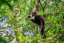 Chimpanzee (Pan troglodytes schweinfurthii) female feeding on fruit in tree and carrying infant, aged 6 months, Kibale National Park, Uganda.