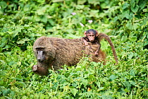 Olive baboon (Papio anubis) female feeding on vegetation with infant on her back, Kibale National Park, Uganda.
