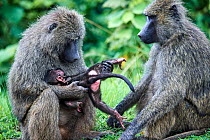 Two Olive baboons (Papio anubis) sitting in grassland with female grooming her infant, Kibale National Park, Uganda.