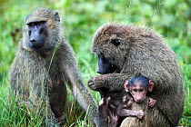Two Olive baboons (Papio anubis) sitting in grassland with female grooming her infant, Kibale National Park, Uganda.