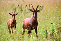 Topi (Damaliscus lunatus jimela) female with calf walking through savanna, Akagera National Park, Rwanda.